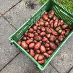 Erdaepfeln In Kiste